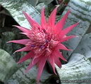 Bromeliad, Silver Vase